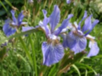 Iris.jpg
121.35 KB
1024 x 768
4/26/02