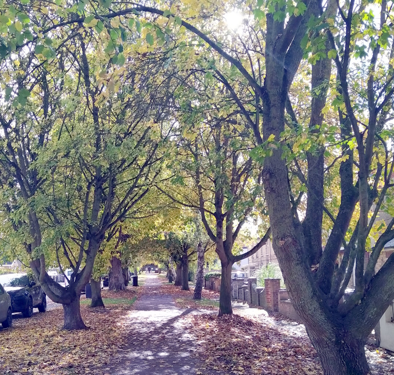 The Causeway, Burwell